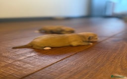 Mixed Breed dogs for sale: Maltese x JackChi Puppies - Ready to Reserve - Advert 4