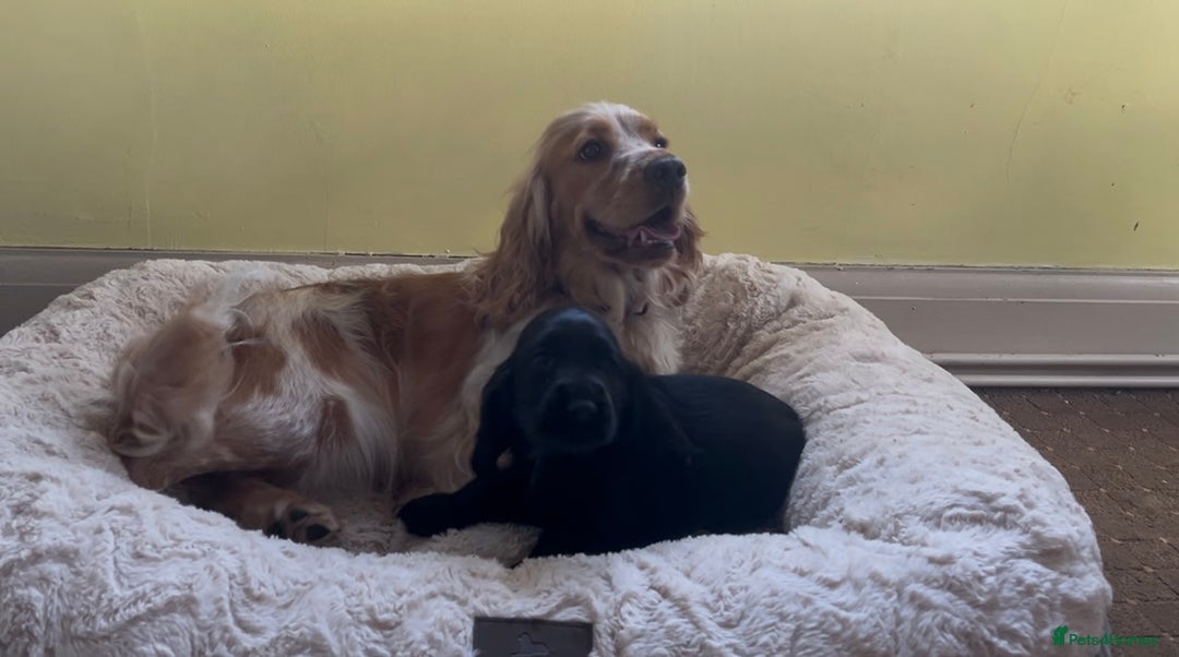 Cocker Spaniel dogs for sale: 🌟Gorgeous 100% show type cocker spaniel puppies🌟 - Image 20