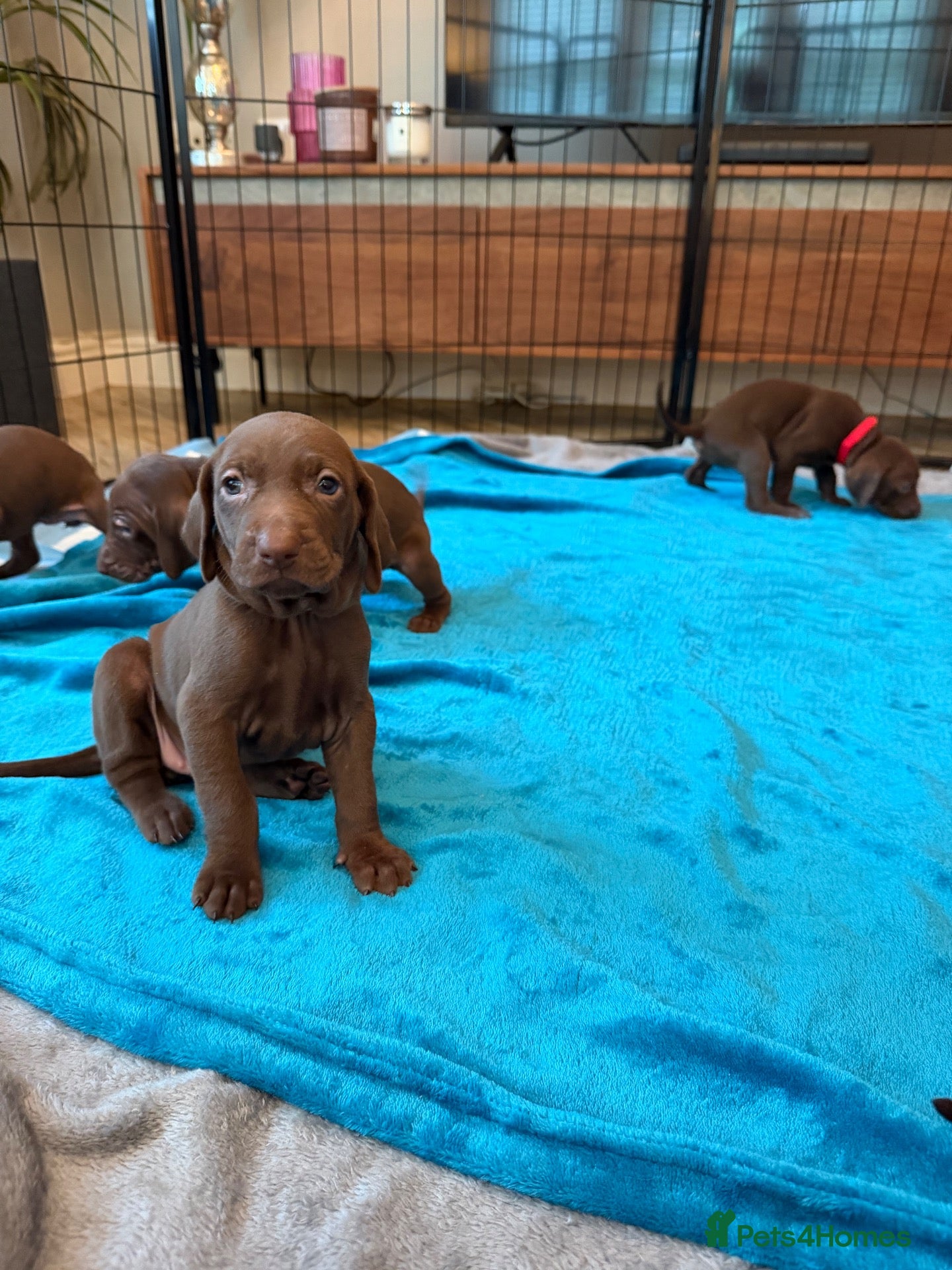 Mixed Breed dogs Beautiful Vizmaraner - Advert 2