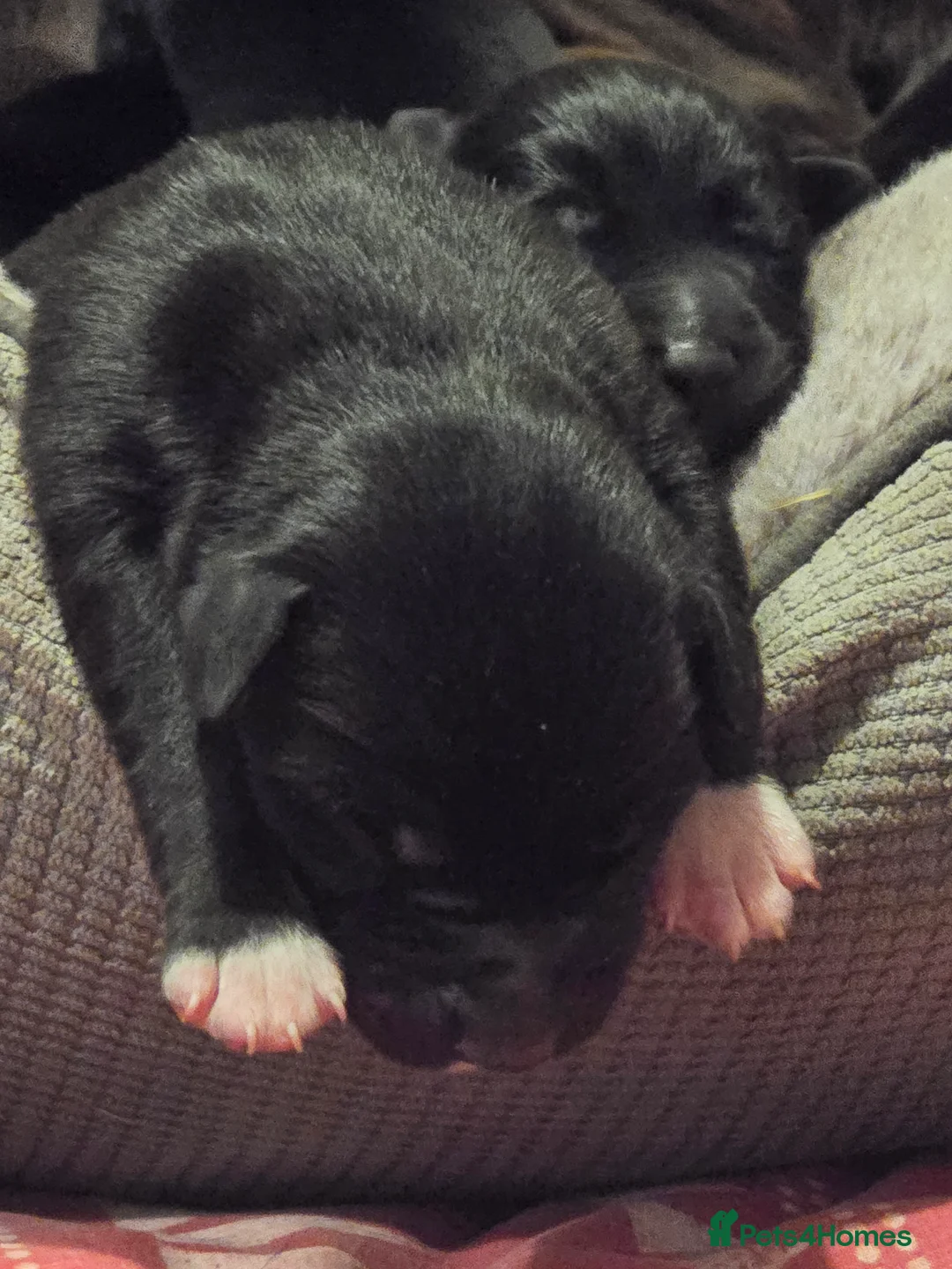 Mixed Breed dogs for sale: Doberman x Collie pups! - Advert 11