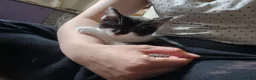 Mixed Breed cats for sale: Lovely kittens ready now in Dudley - Advert 6