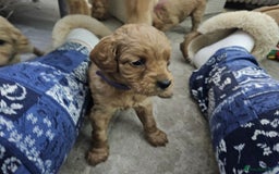 Cavapoo dogs for sale: Cavapoo Puppies  - Image 32