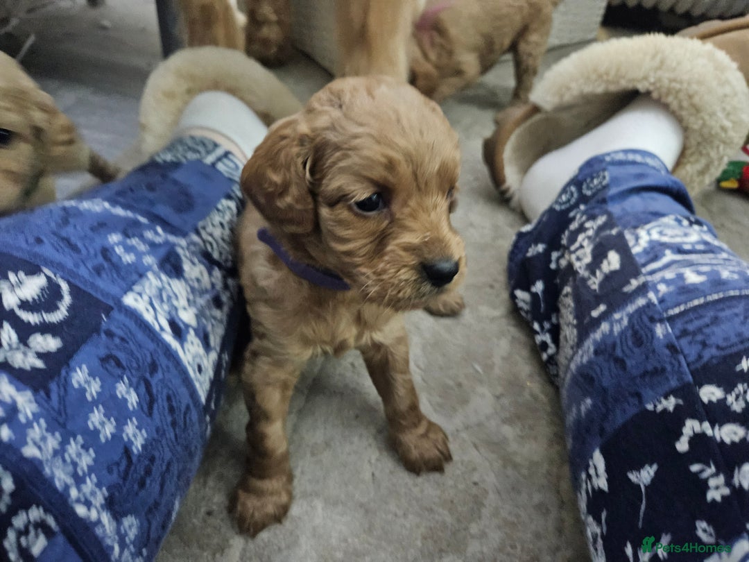 Cavapoo dogs for sale: Cavapoo Puppies  - Image 32
