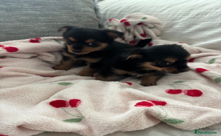 Yorkshire Terrier dogs - Advert 1
