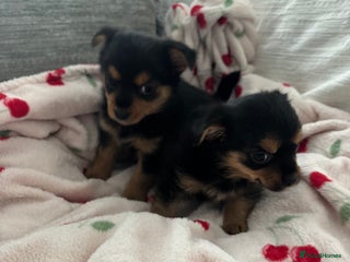 Yorkshire Terrier dogs - Advert 6