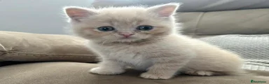 Scottish Fold Kitten 2
