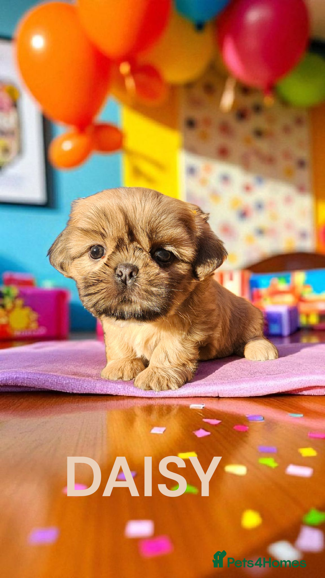 Shih Tzu dogs for sale: 💕🐶💕 STUNNING SHIH TZU 💕🐶💕 - Image 29