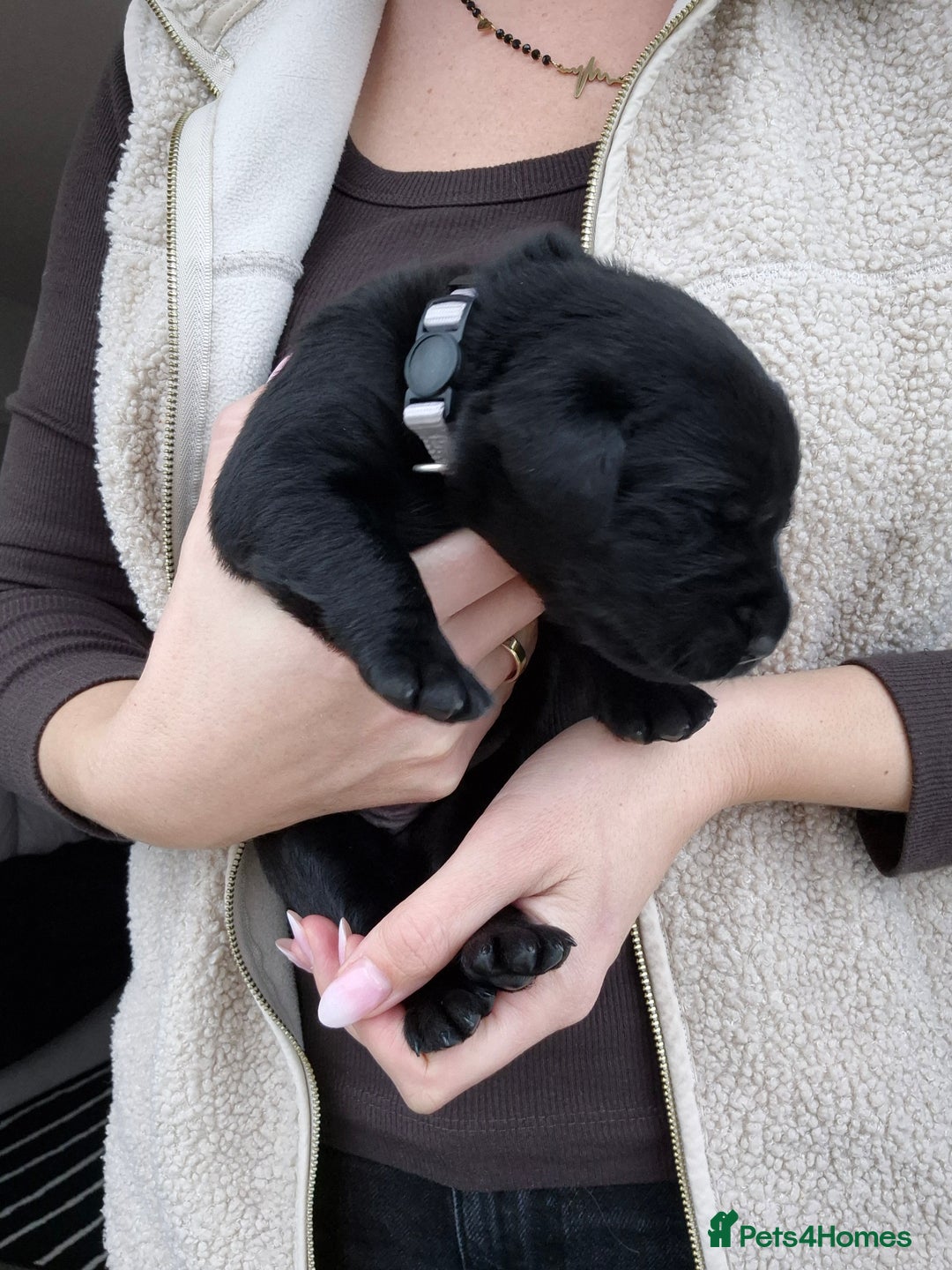 Labrador Retriever dogs for sale: Beautiful Puppies Looking for Loving Homes - Advert 4