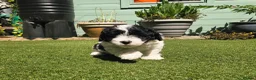 Lhasapoo dogs for sale: Stunning Lhasapoo Puppies. READY NOW! - Advert 17