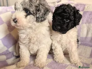 Miniature Poodle dogs Last two boys available - Advert 1