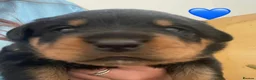 Rottweiler dogs for sale: Champion German Rottweiler Puppies - Advert 29