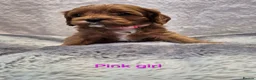 Cavapoo dogs for sale: Beautiful F1 Cavapoo puppies - Advert 3