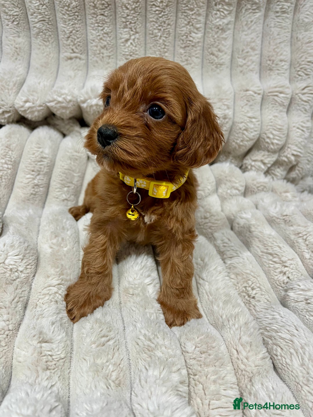 Cockapoo dogs for sale: Fox Red Cockapoo Puppies🎅 **  - Advert 3