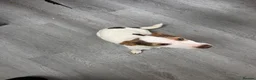 Jack Russell dogs for sale: Female jack russel for sale - Advert 5