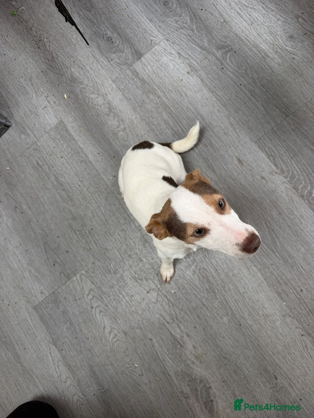 Jack Russell dogs for sale: Female jack russel for sale - Advert 5