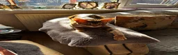 Savannah cats for sale: Savannah F4 girls - Advert 9
