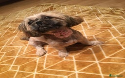 Shih Tzu dogs for sale: Imperial shihtzu - Image 7