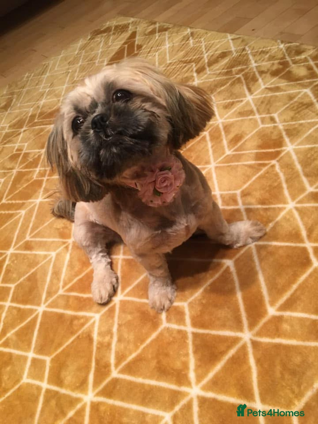 Shih Tzu dogs for sale: Imperial shihtzu - Image 7