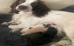 Cocker Spaniel dogs for sale: Cocker Spaniel Puppies  - Image 7