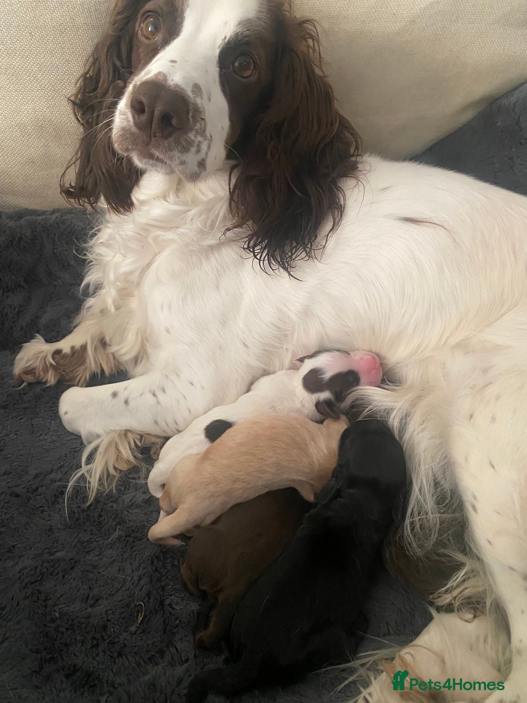 Cocker Spaniel dogs for sale: Cocker Spaniel Puppies  - Image 7