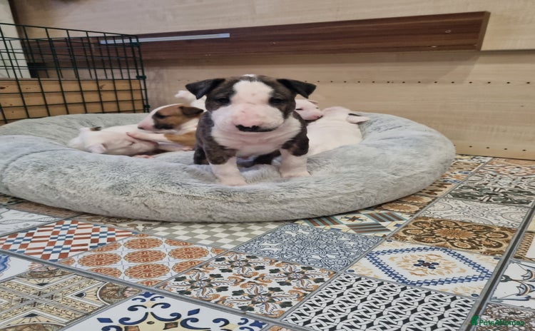 English Bull Terrier dogs - Advert 1