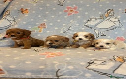 Cavapoo dogs for sale: Beautiful cavapoo pups from family home  - Advert 4