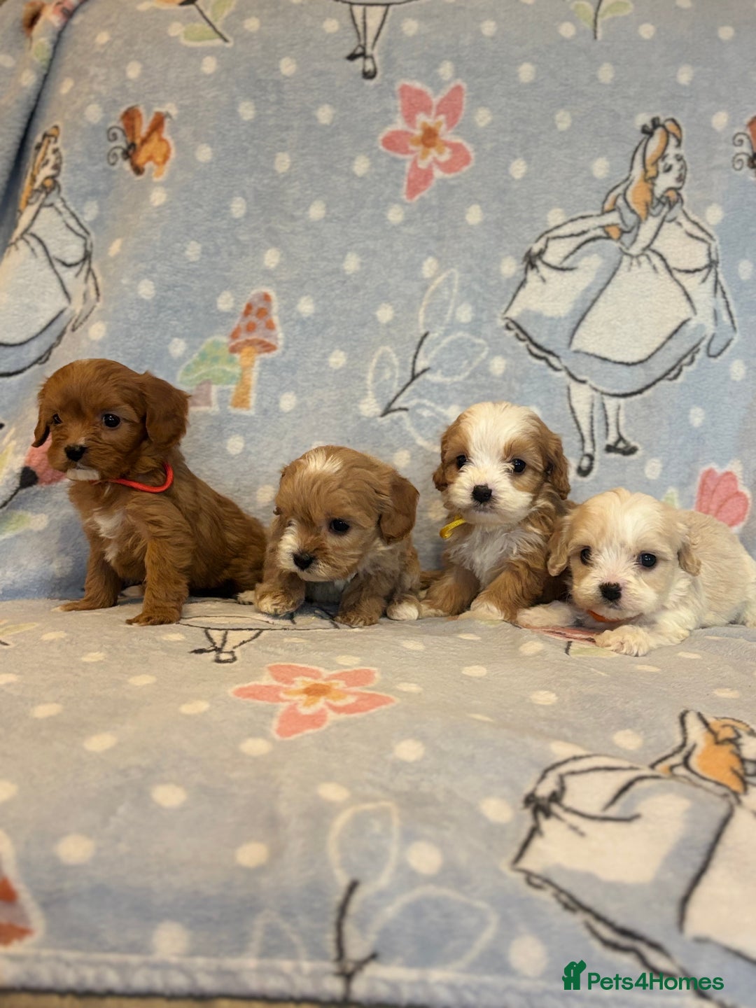 Cavapoo dogs for sale: Beautiful cavapoo pups from family home  - Advert 4