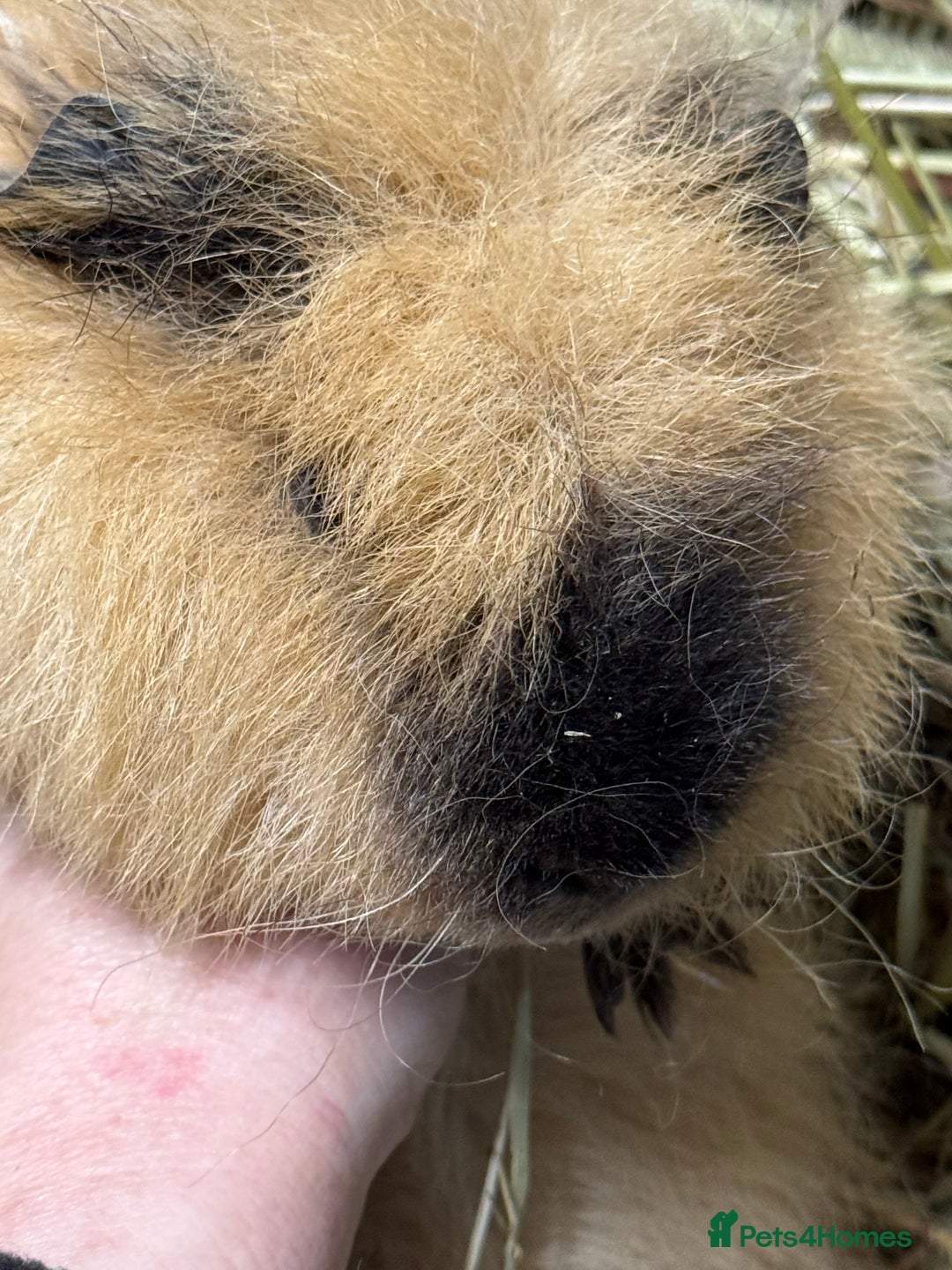 Guinea Pig rodents for sale: Bonded Swiss guinea pig boars - Advert 3