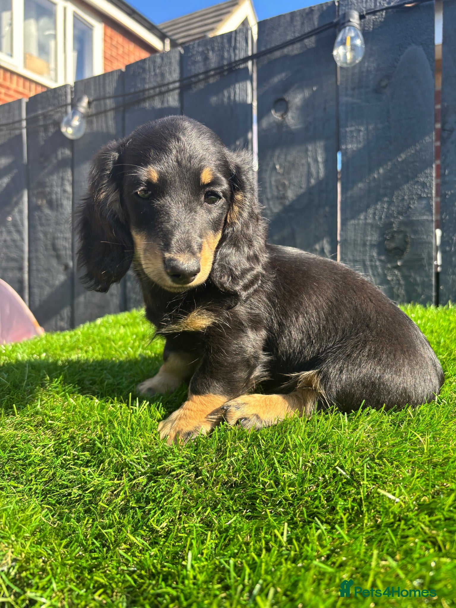 Miniature Dachshund dogs 🐾KC registered long-haired miniature dachshund 🐾 - Advert 2