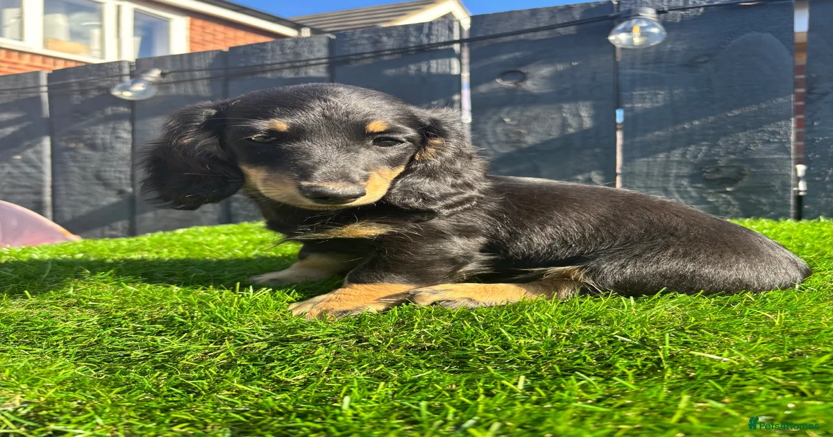 miniature-dachshund-puppies-for-sale-in-england-pets4homes