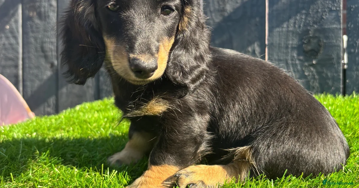 Miniature Dachshund Puppies For Sale In England Pets4Homes miniature-dachshund-puppies-for-sale-in-england-pets4homes