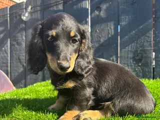 Miniature Dachshund dogs 🐾KC registered long-haired miniature dachshund 🐾 - Advert 2