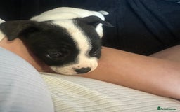 Mixed Breed dogs for sale: 7 week old Frenchie cross staffy male puppy  - Image 5