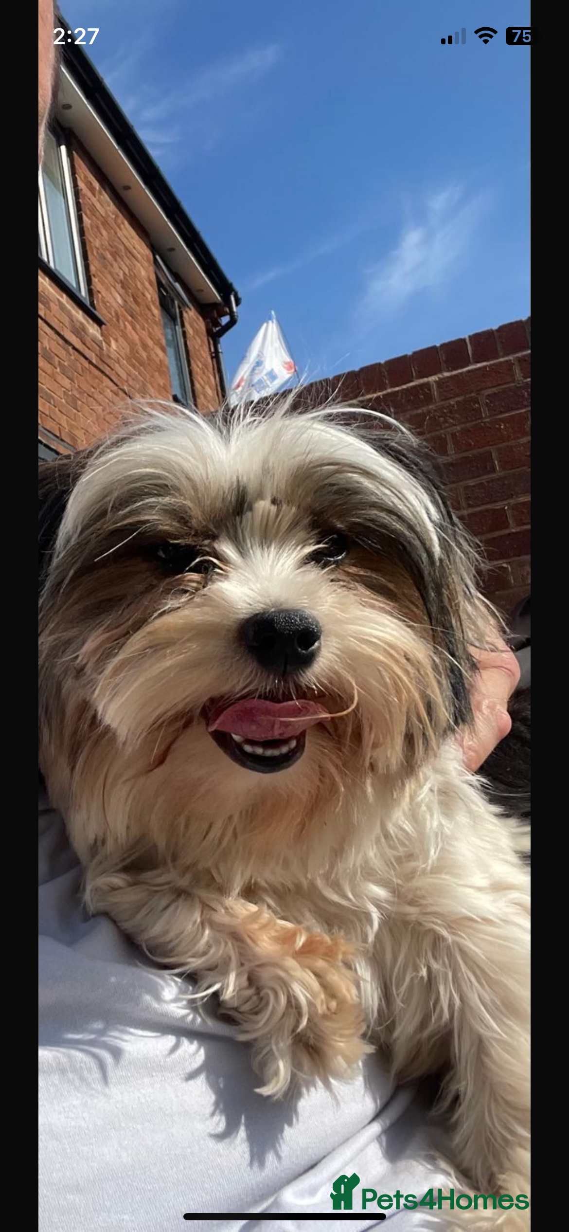 Biewer Terrier dogs 14 months old, FEMALE BIEWER TERRIER, ready to go  - Advert 11