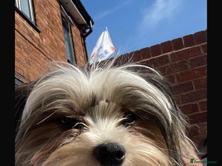 Biewer Terrier dogs FEMALE BIEWER TERRIER, ready to go - Advert 4