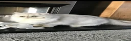 Persian cats for sale: 2 beautiful Persian cats  - Advert 4