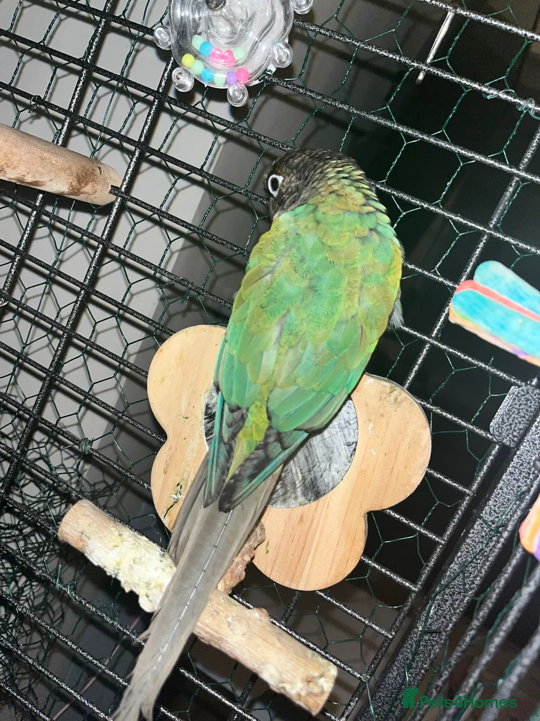 Conures birds for sale: Turquoise conure parrot  - Advert 9