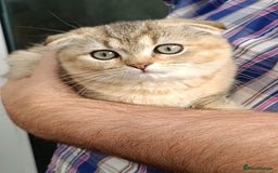 Scottish Fold cats for sale: Scottish fold kittens  - Image 3