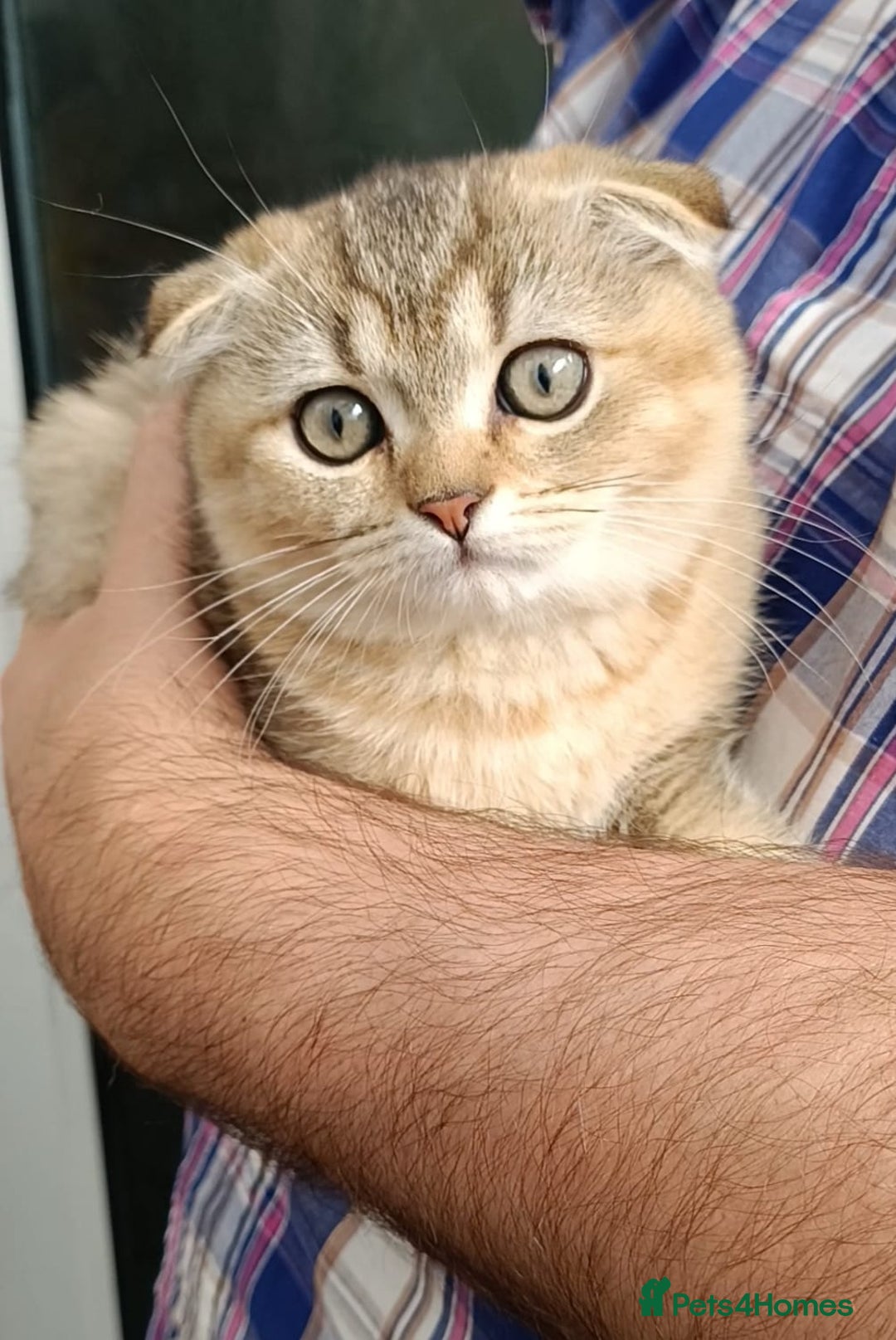 Scottish Fold cats for sale: Scottish fold kittens  - Image 3