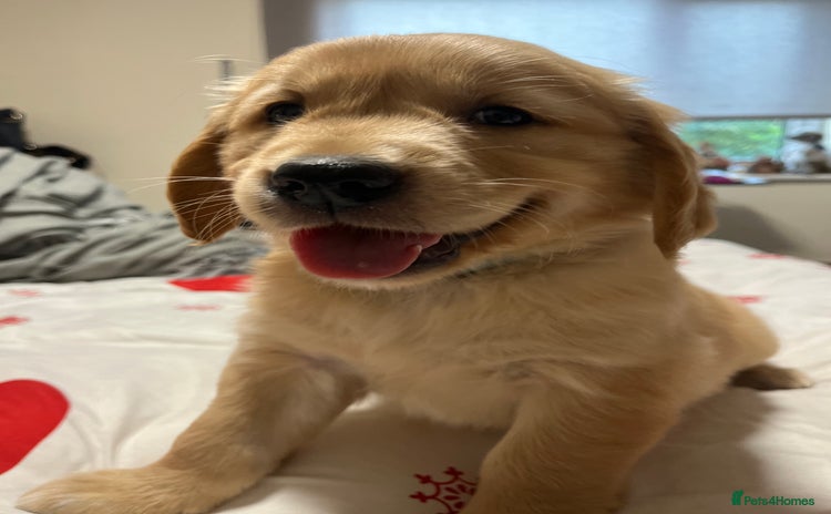 Golden Retriever dogs - Advert 1