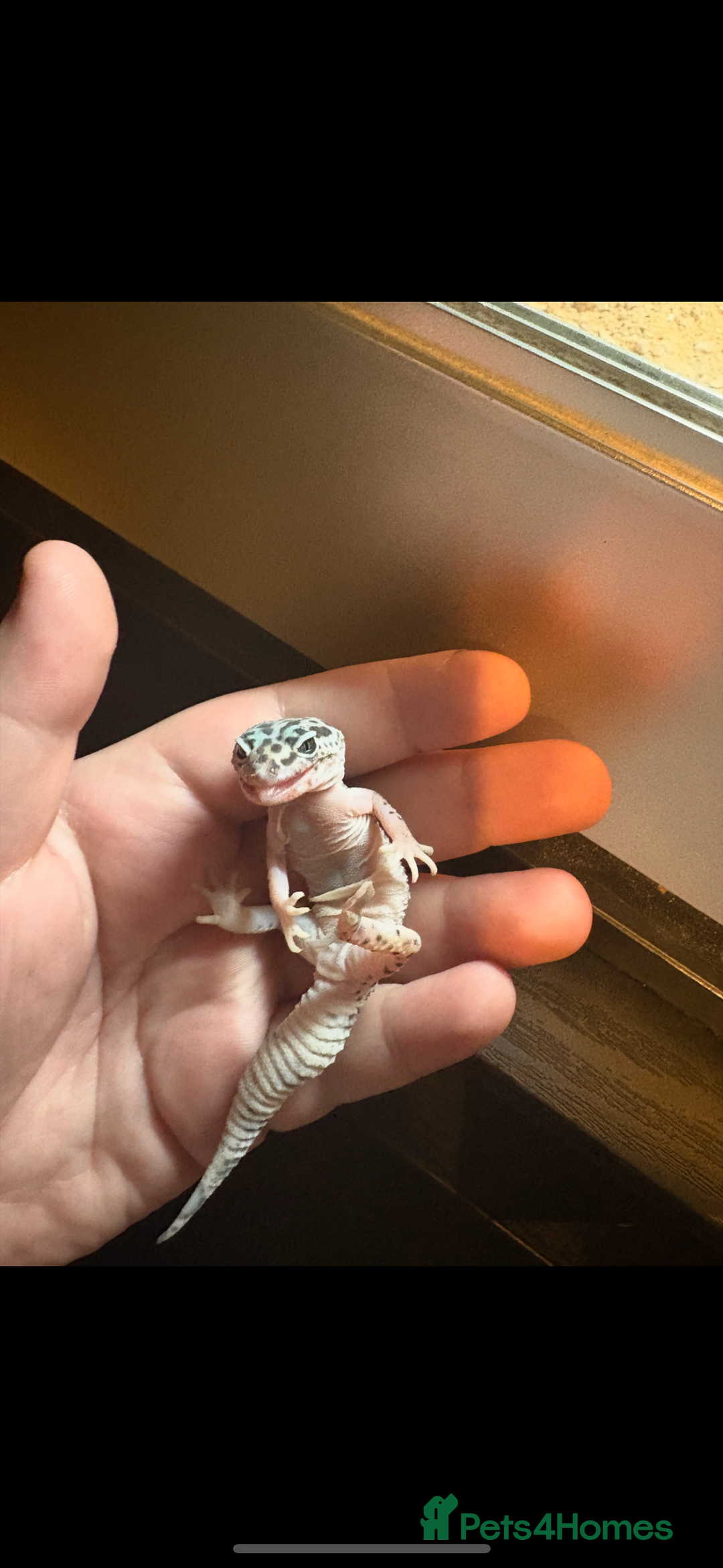 Leopard Gecko reptiles for sale: Mac Snow Leopard Gecko - Advert 3