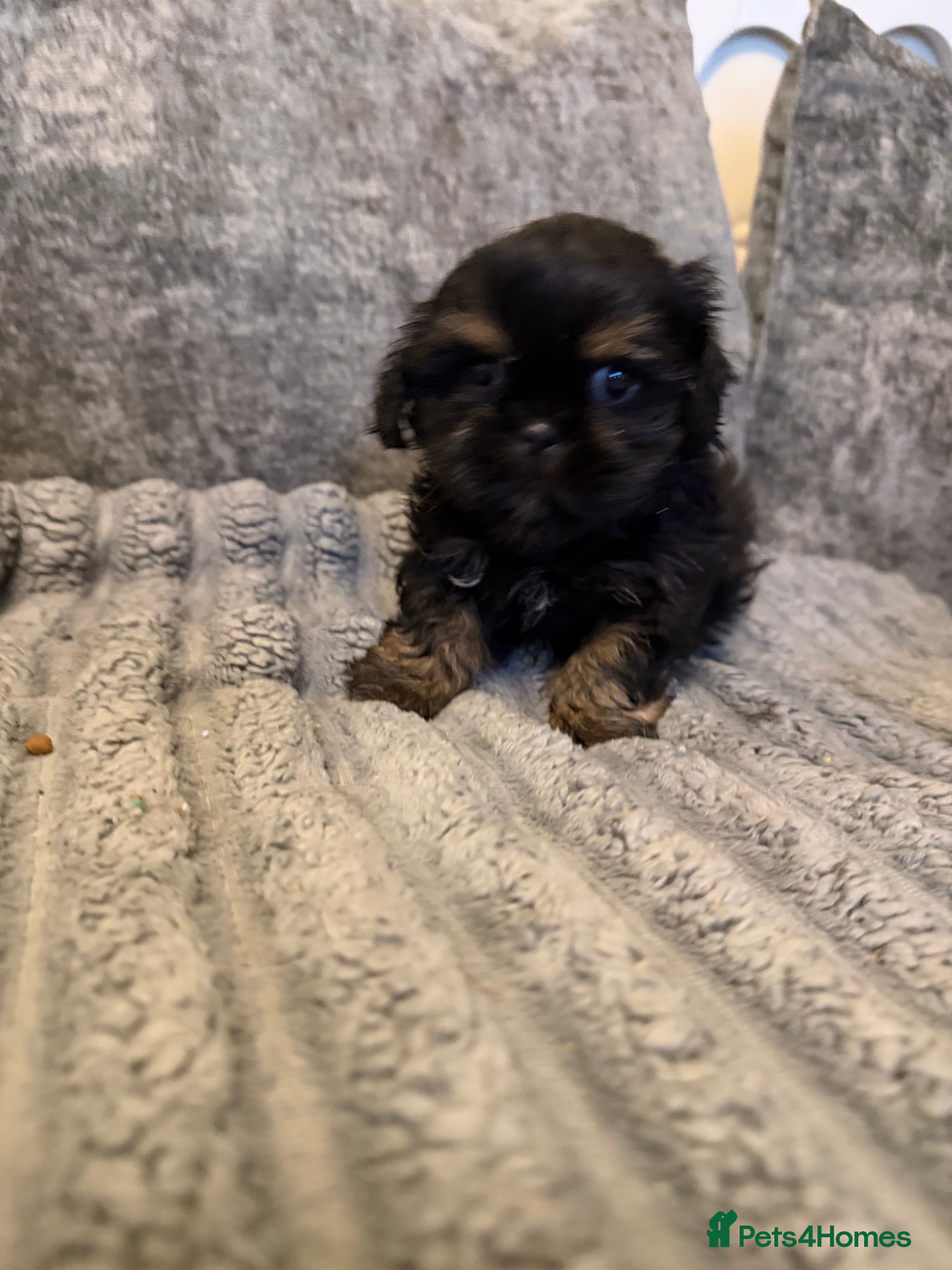 Shih Tzu dogs ready now Incredible imperial shih tzu puppies - Advert 3