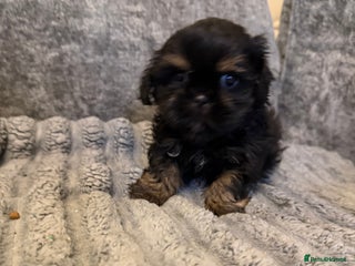 Shih Tzu dogs ready now Incredible imperial shih tzu puppies - Advert 1