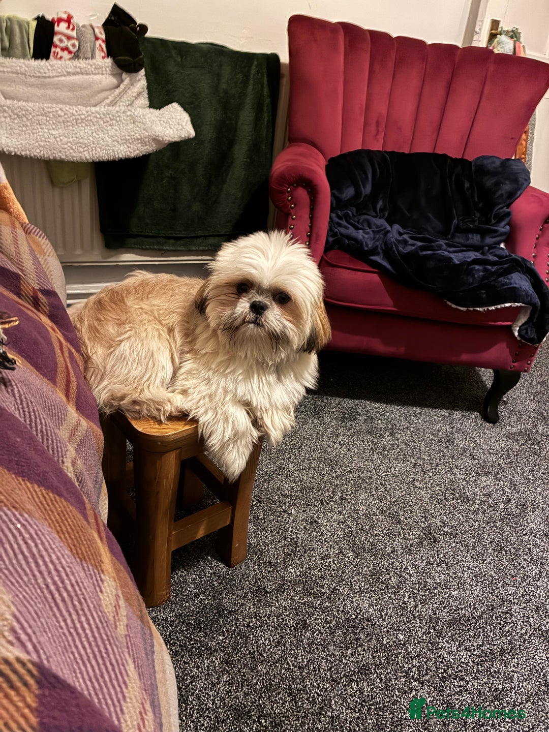 Shih Tzu dogs for sale: 2 snuggly gorgeous miniature shih tzu boys - Image 4