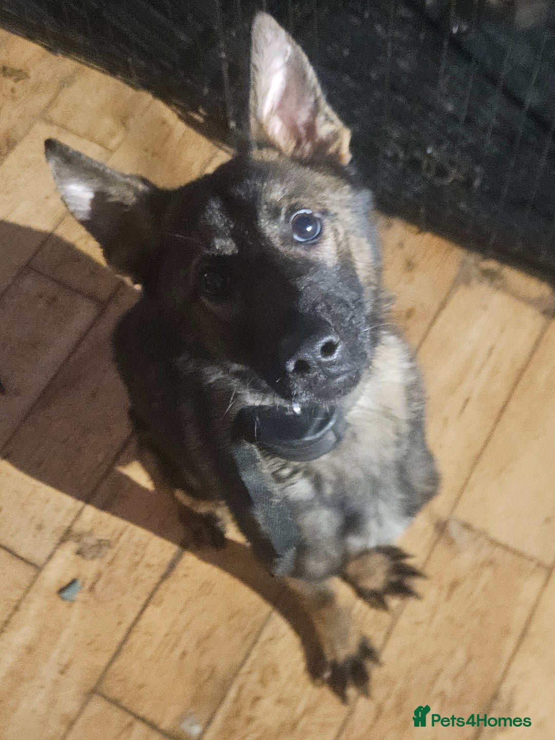 German Shepherd dogs for sale: Katie Potter - Image 8