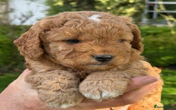 Cockapoo dogs for sale: F1b Toy Cockapoos 5⭐️ Licensed Breeder DNA Clear - Image 3