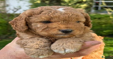 Cockapoo dogs - Advert 2
