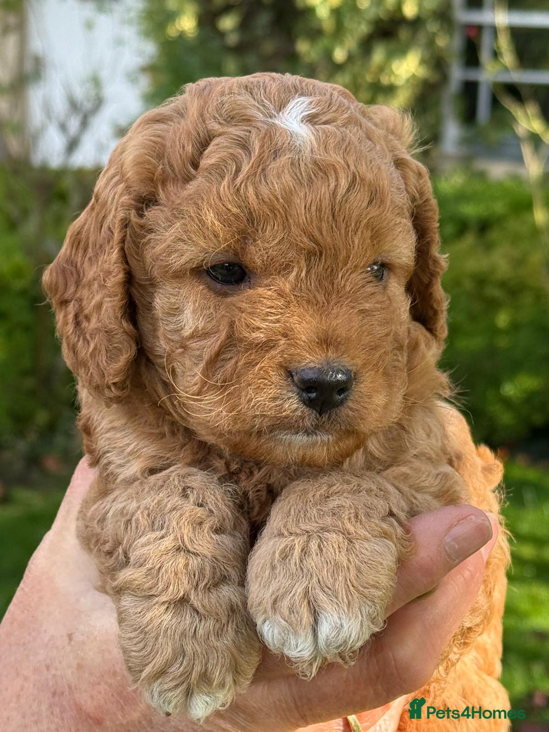 Cockapoo dogs for sale: F1b Toy Cockapoos 5⭐️ Licensed Breeder DNA Clear - Image 3