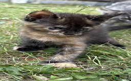 Maine Coon cats for sale: 3/4 mainecoon kittens polydactyl  - Image 8