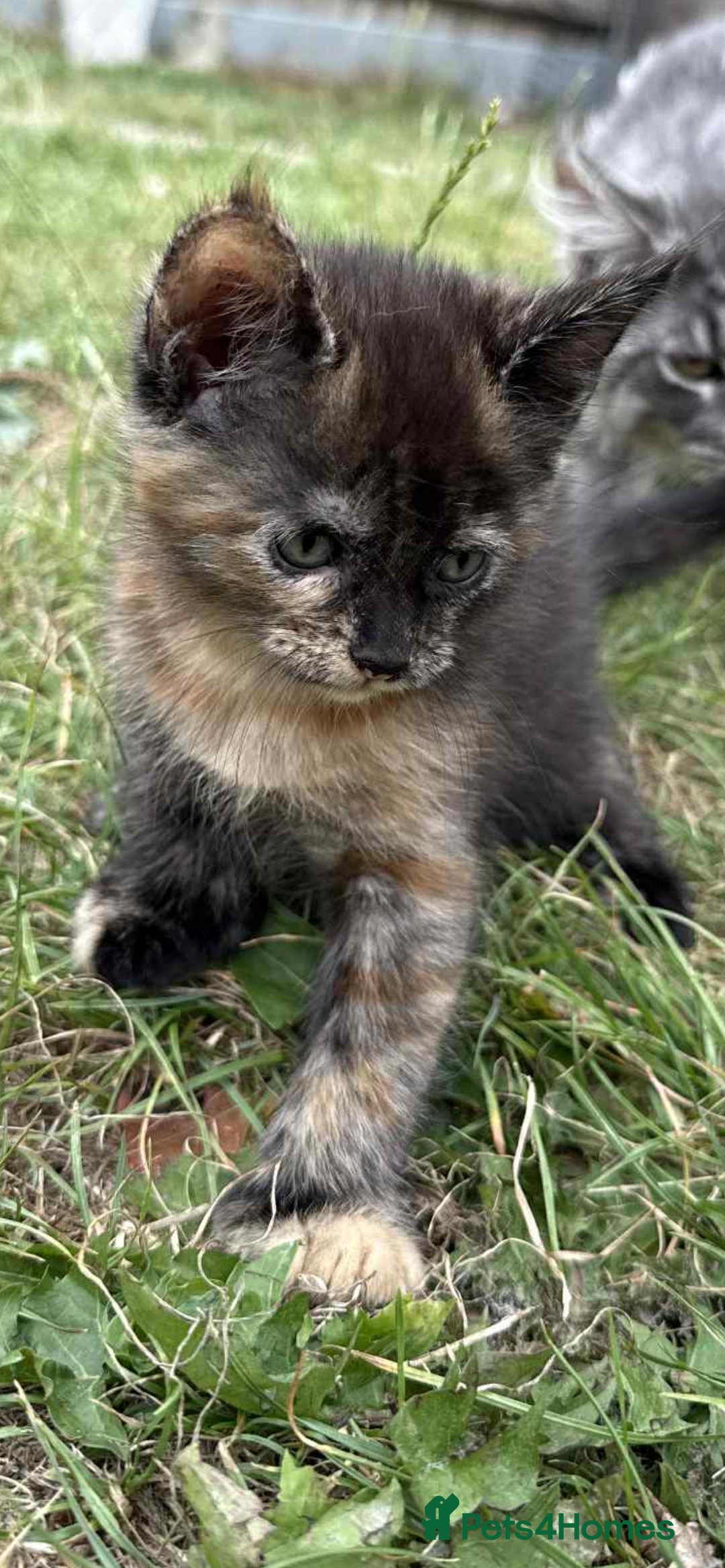 Maine Coon cats for sale: 3/4 mainecoon kittens polydactyl  - Image 8